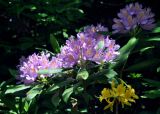 Rhododendron ponticum. Верхушки побегов с соцветиями (внизу справа - соцветие Rhododendron luteum). Адыгея, Фишт-Оштеновский массив, перевал Белореченский, ≈ 1800 м н.у.м., буковый лес. 07.07.2017.