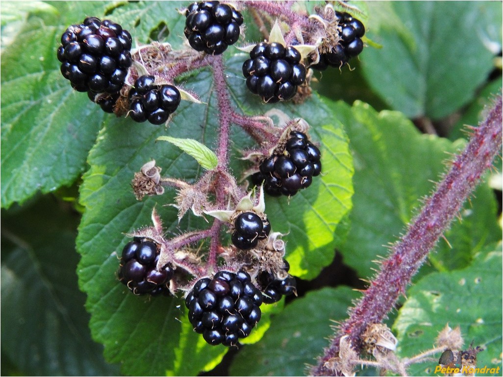 Image of Rubus hirtus specimen.