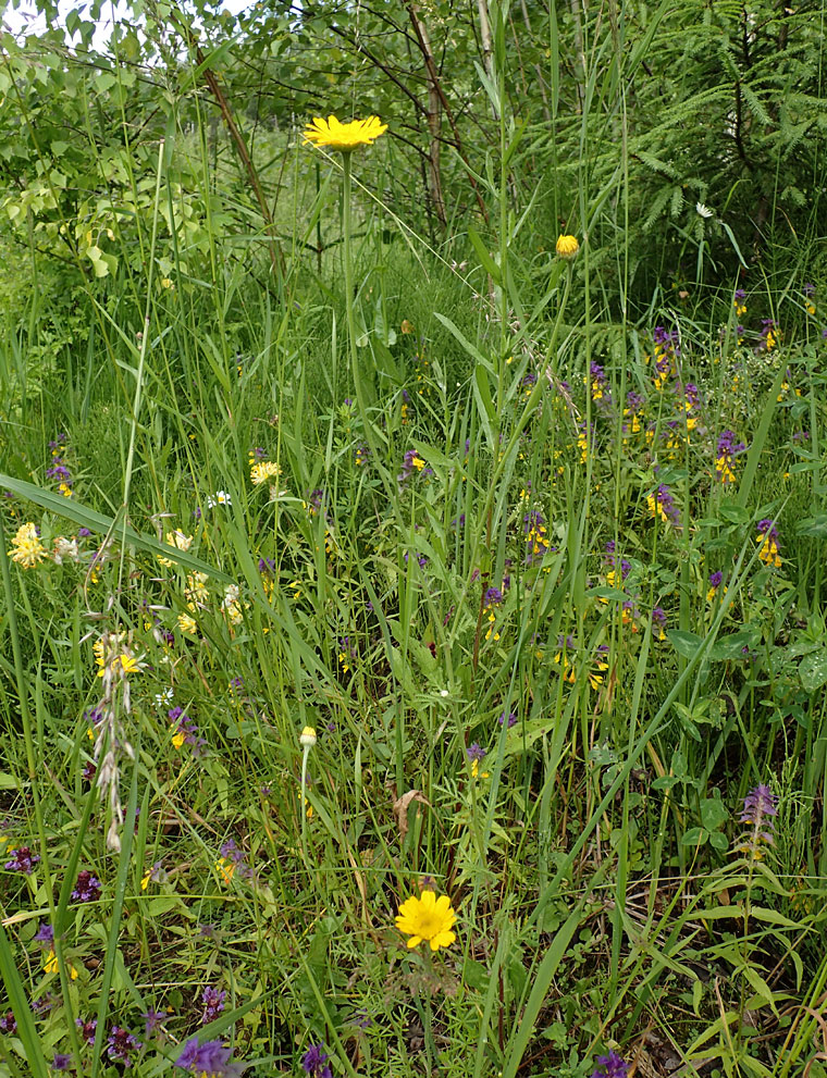 Image of Anthemis tinctoria specimen.