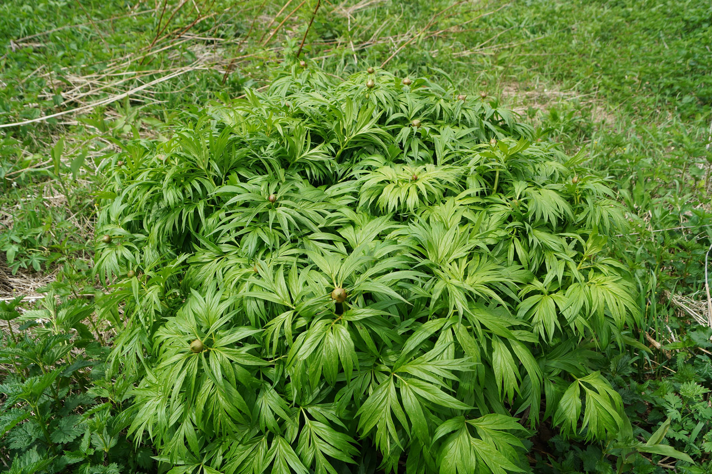 Image of Paeonia anomala specimen.