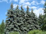 Picea pungens form glauca. Взрослые деревья. Иркутская обл., г. Иркутск, Ботанический сад ИГУ. 21.07.2017.