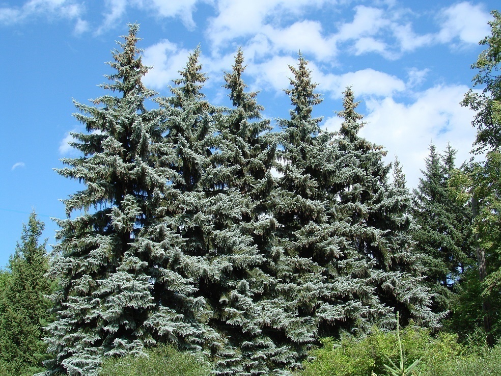 Image of Picea pungens f. glauca specimen.