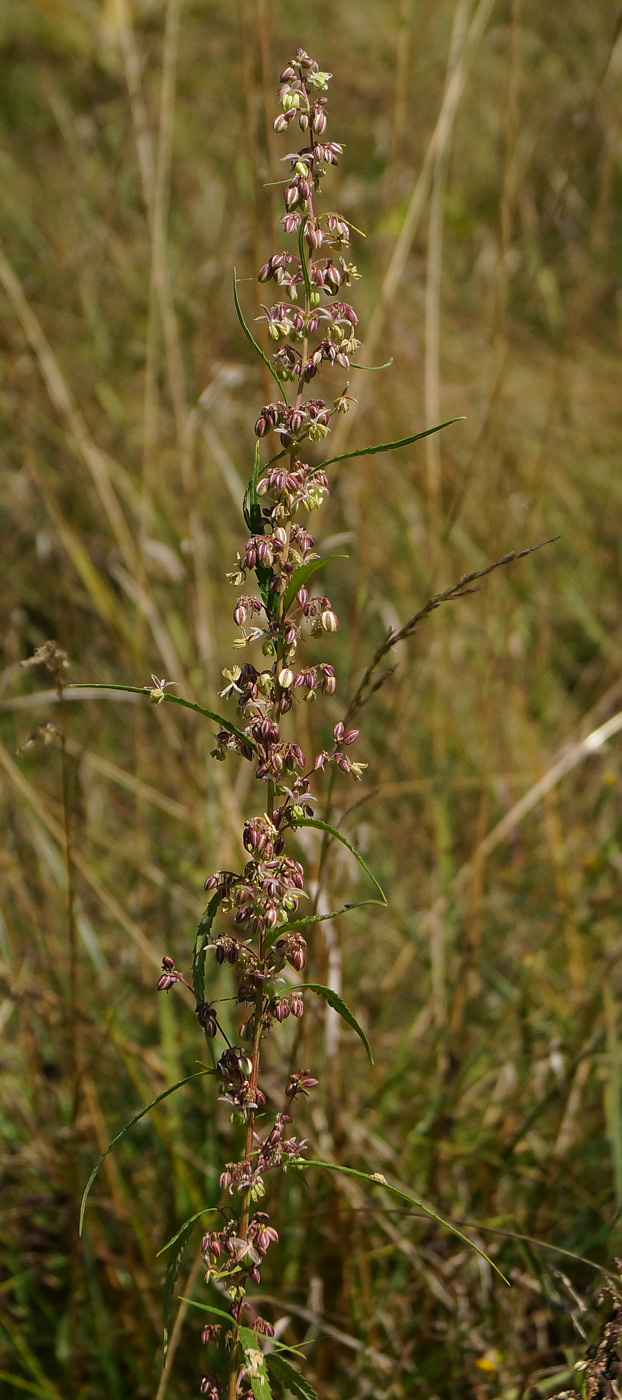 Image of Cannabis sativa var. spontanea specimen.