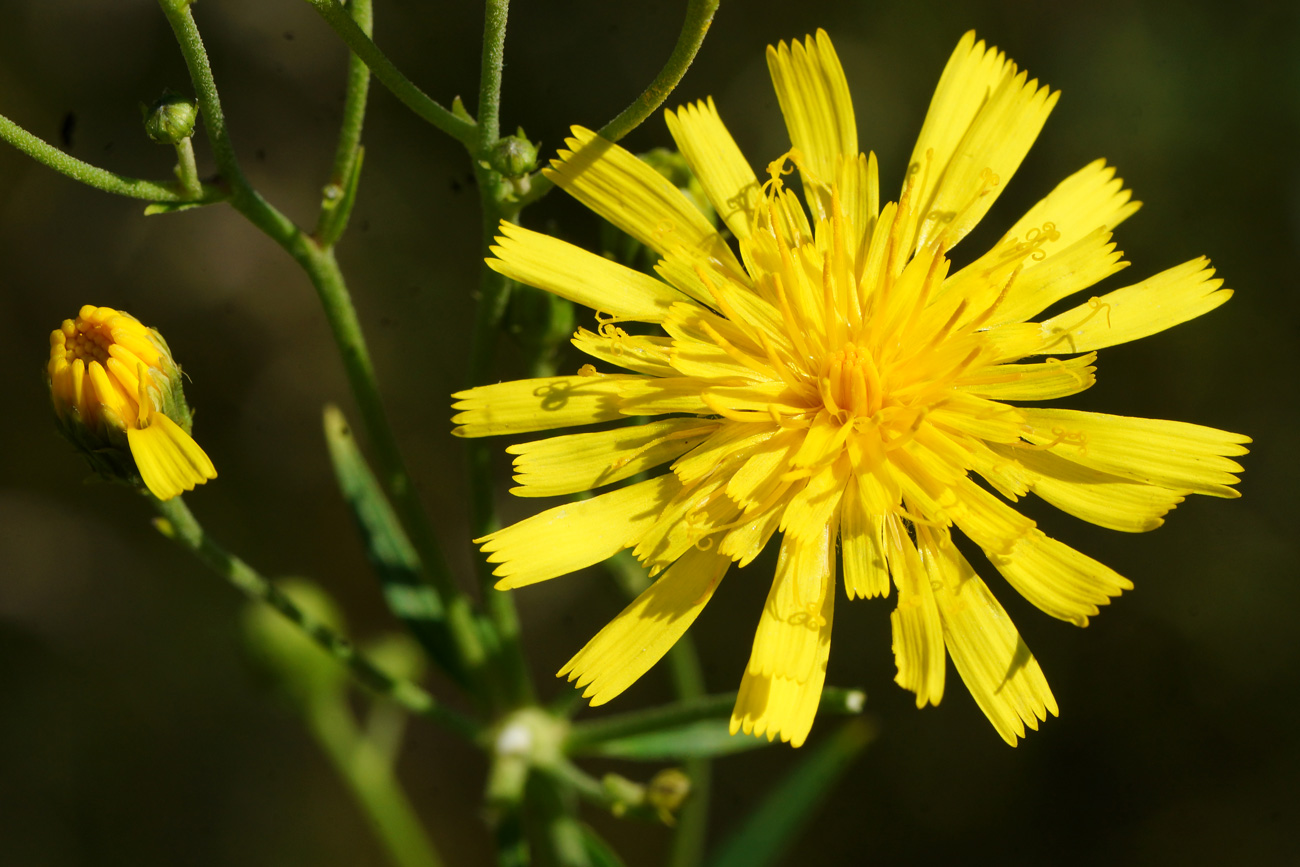 Изображение особи Hieracium umbellatum.