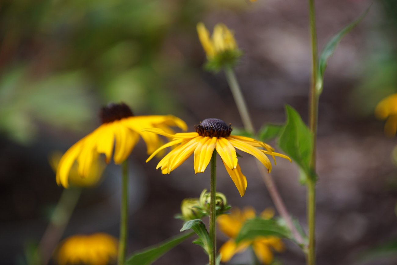 Image of Rudbeckia fulgida specimen.