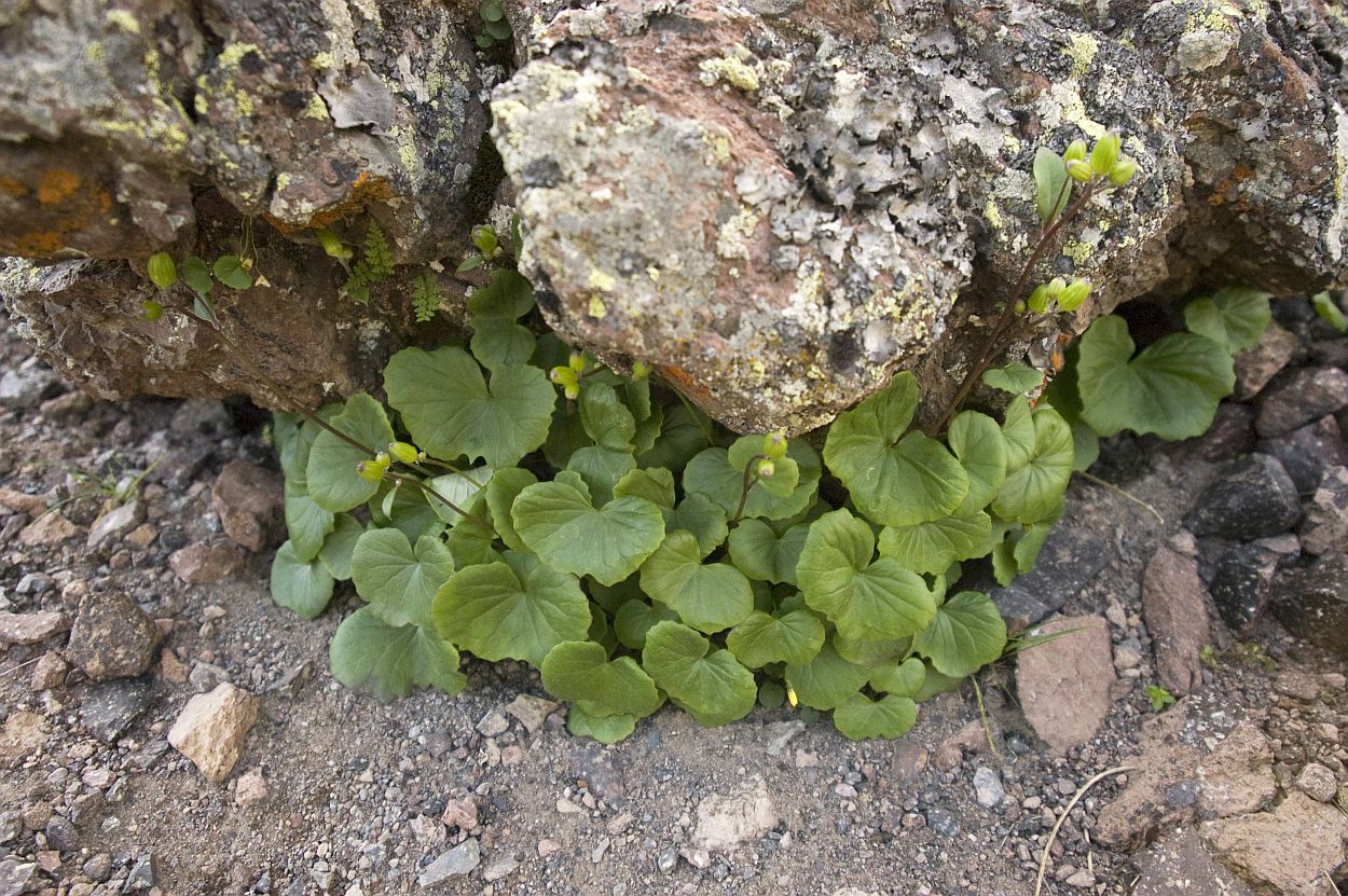 Image of Dolichorrhiza renifolia specimen.