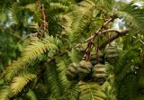 Metasequoia glyptostroboides. Веточка с молодыми шишками. Симферополь, ботанический сад университета. 12.10.2017.