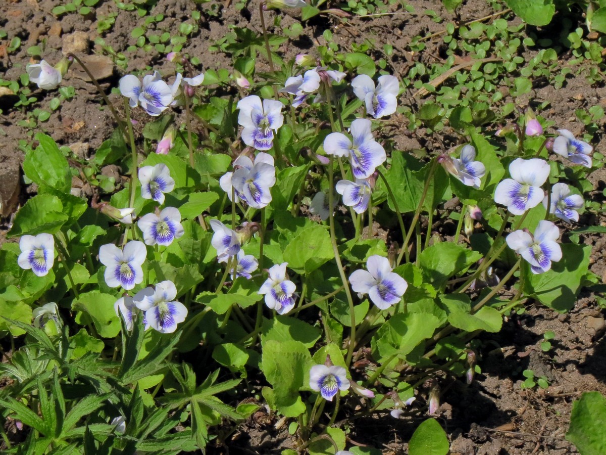 Image of Viola sororia specimen.