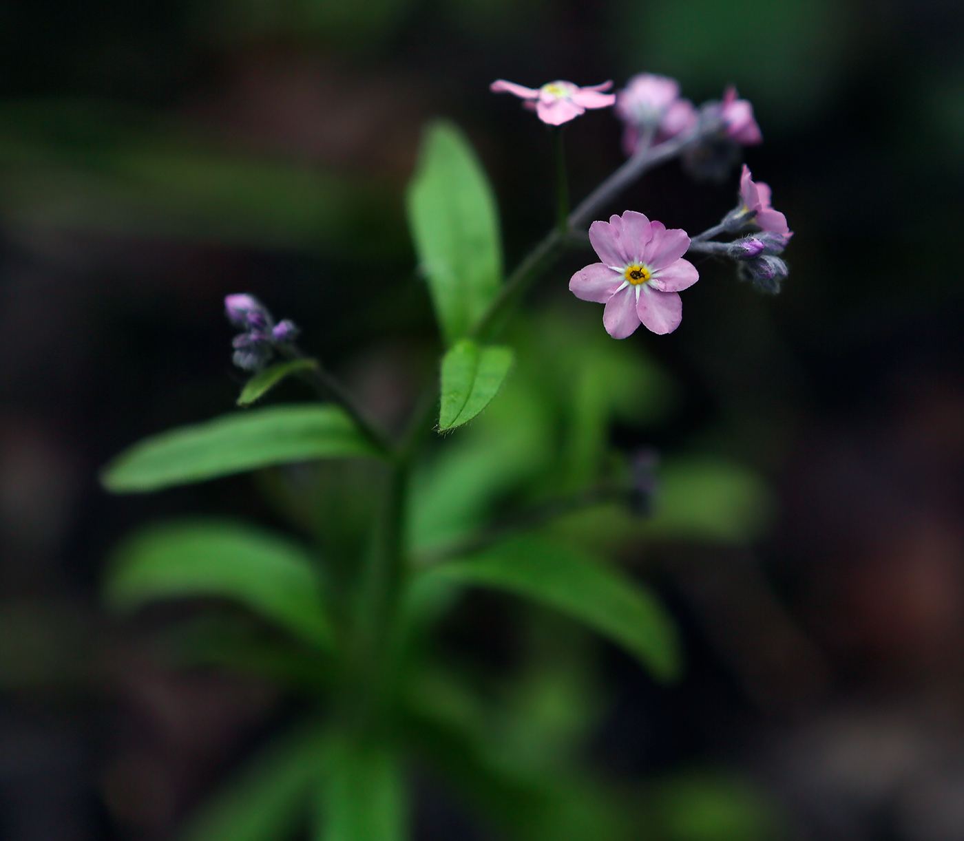 Изображение особи Myosotis sylvatica.