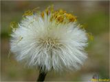 Tussilago farfara. Созревающее соплодие. Украина, Львовская обл., Сколевский р-н, национальный природный парк \"Сколевские Бескиды\", окр. с. Каменка, лесная поляна. 20.05.2018.