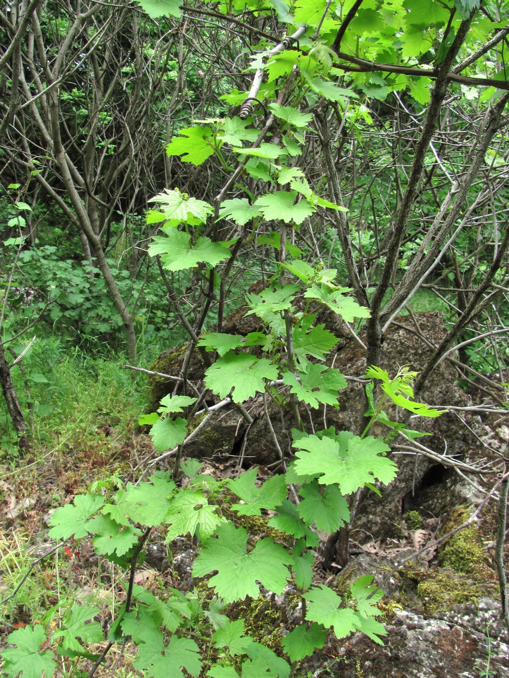 Image of genus Vitis specimen.