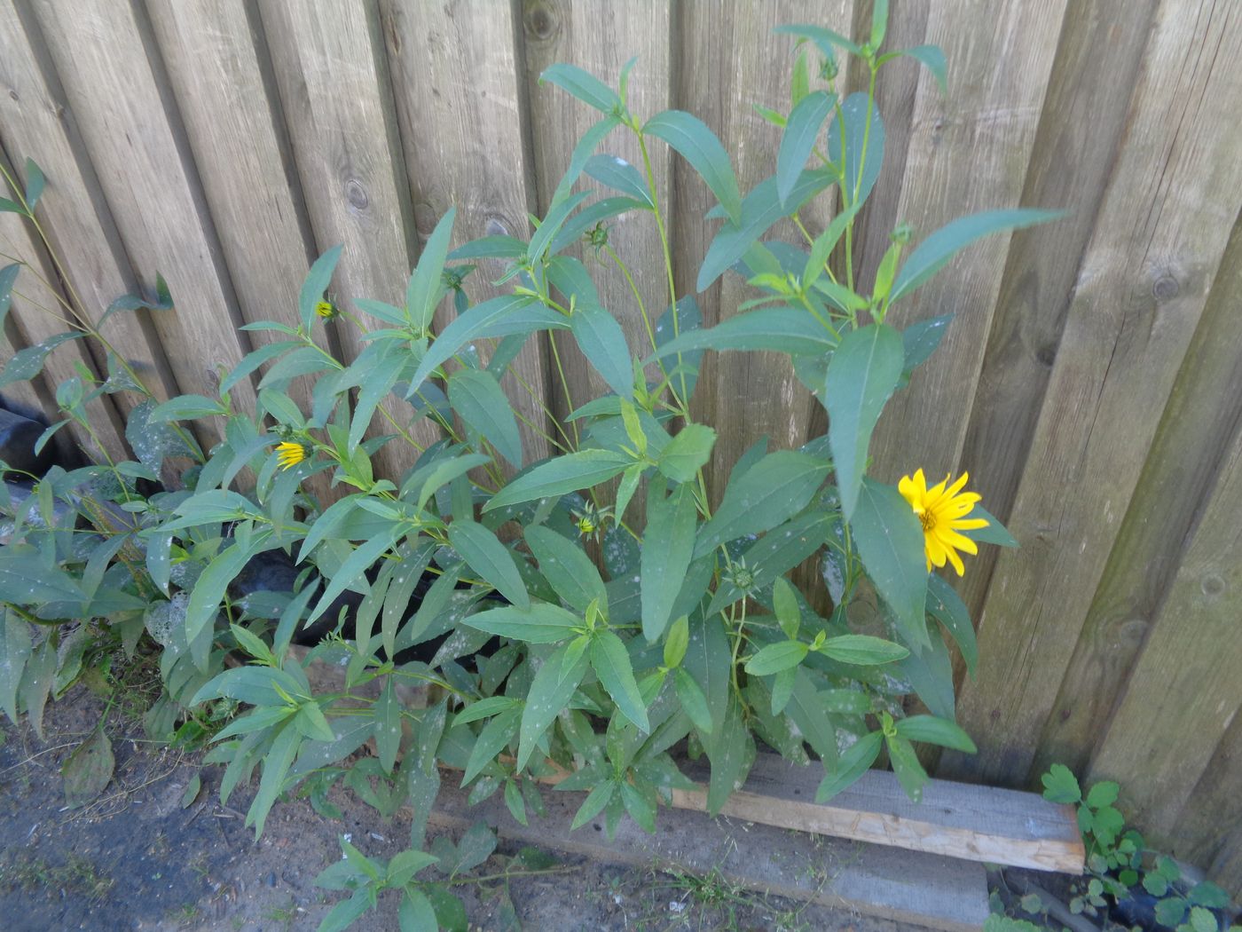 Image of genus Helianthus specimen.