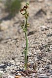 Ophrys mammosa subspecies caucasica. Цветущее растение (высота растения 22 см; соцветия - 9,5 см). Краснодарский край, Анапский р-н, окр. с. Варваровка, приморский каменистый склон ЮЗ экспозиции. 24 апреля 2018 г.