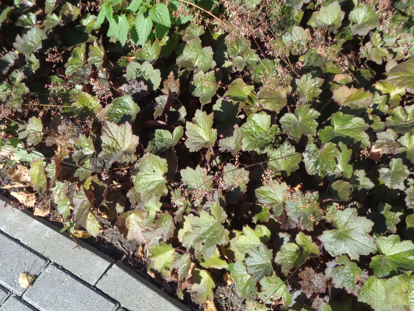 Изображение особи Heuchera micrantha.