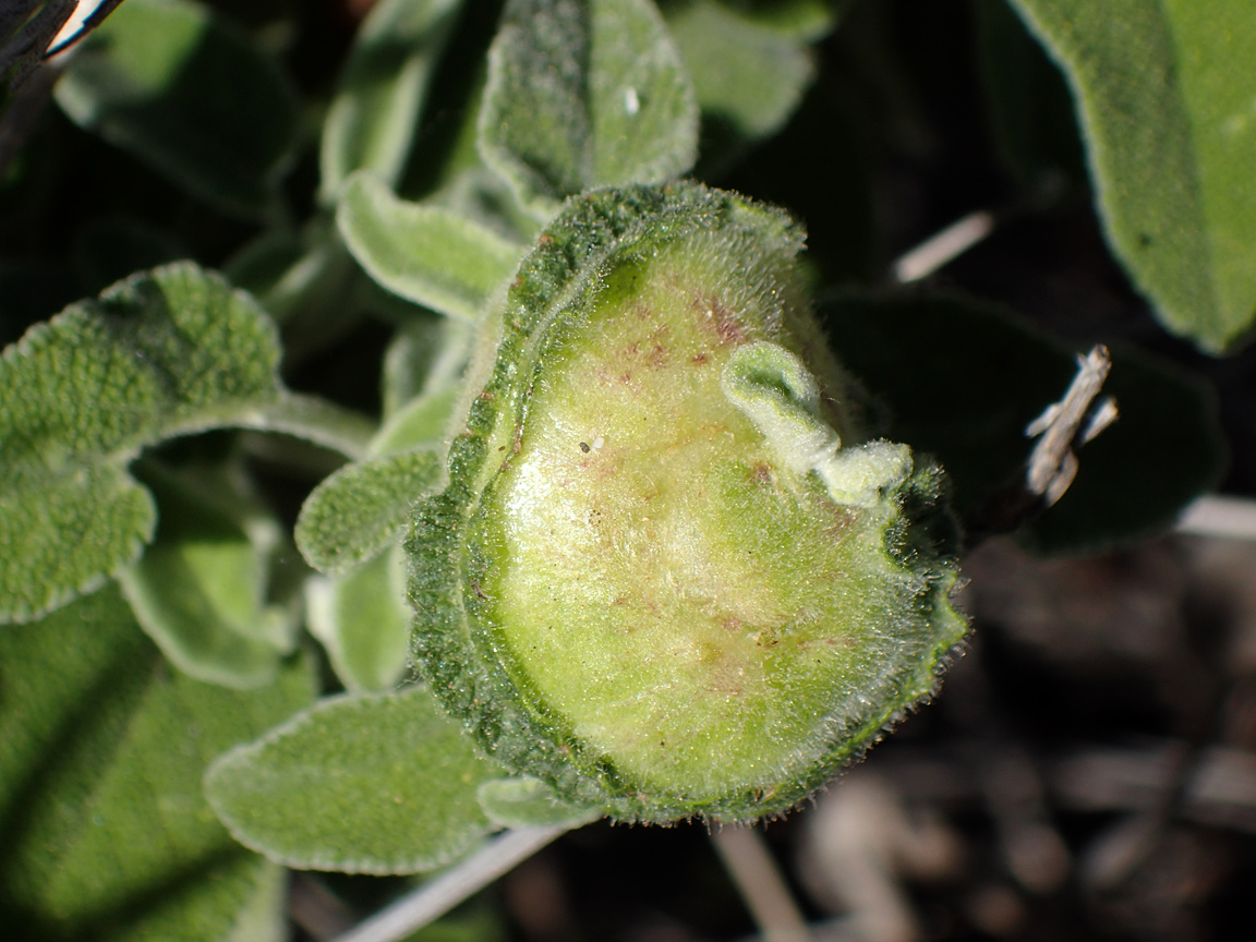 Image of Salvia fruticosa specimen.