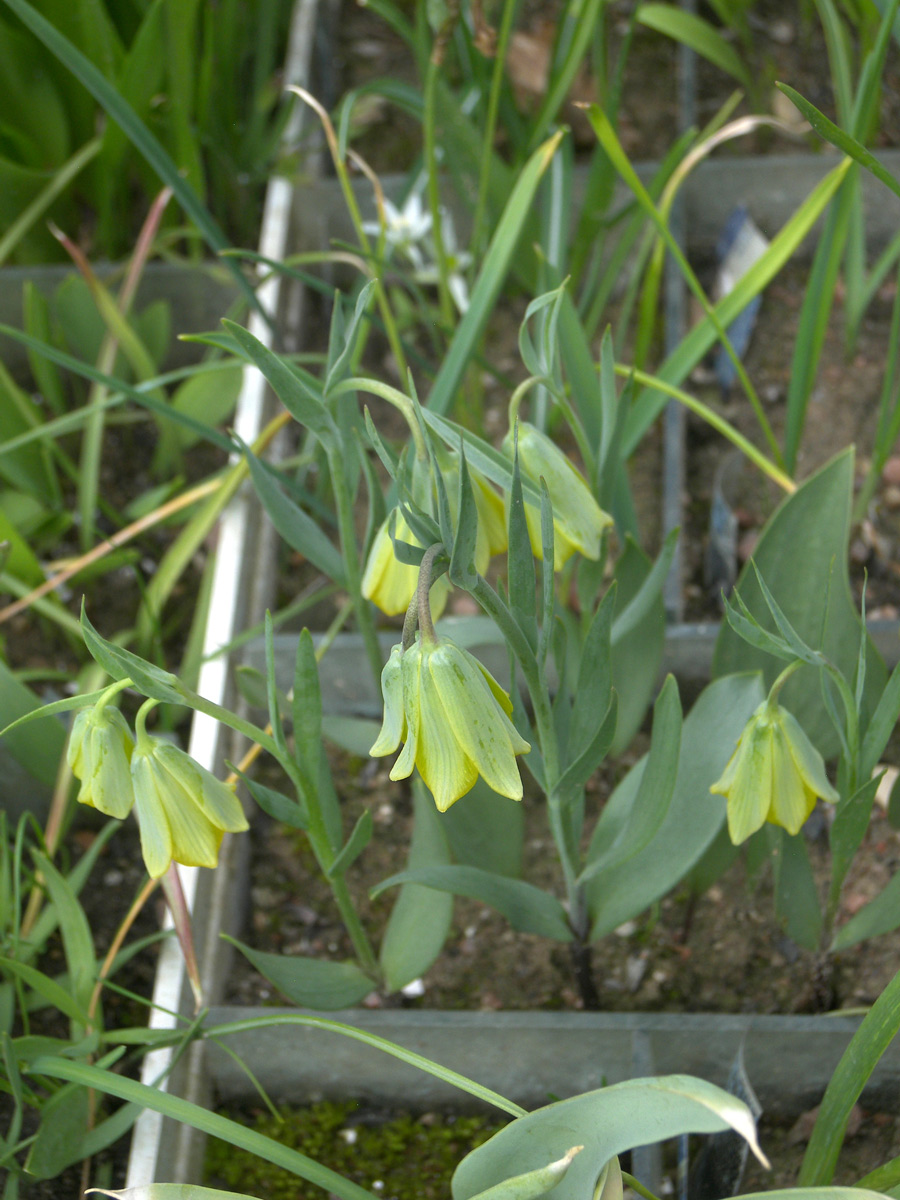 Image of Fritillaria bithynica specimen.