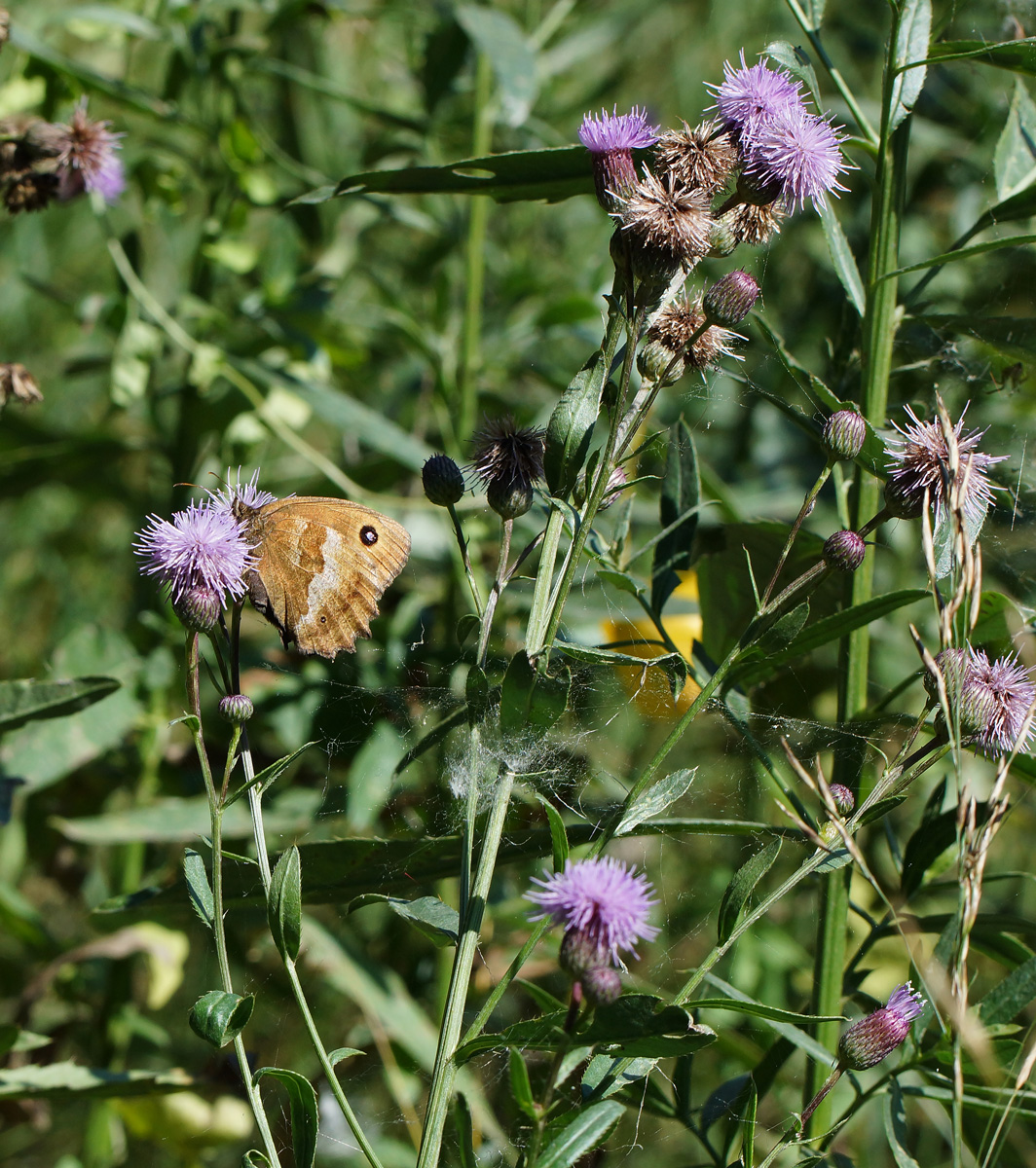 Image of Cirsium setosum specimen.