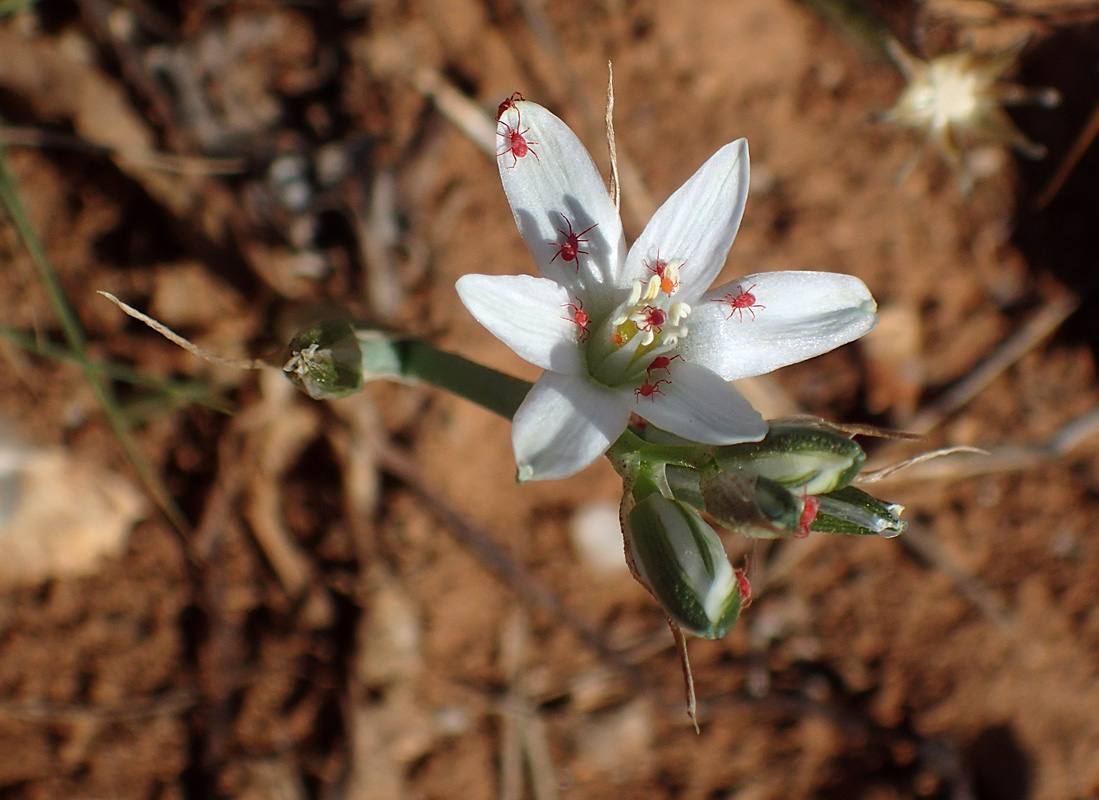 Image of Ornithogalum comosum specimen.