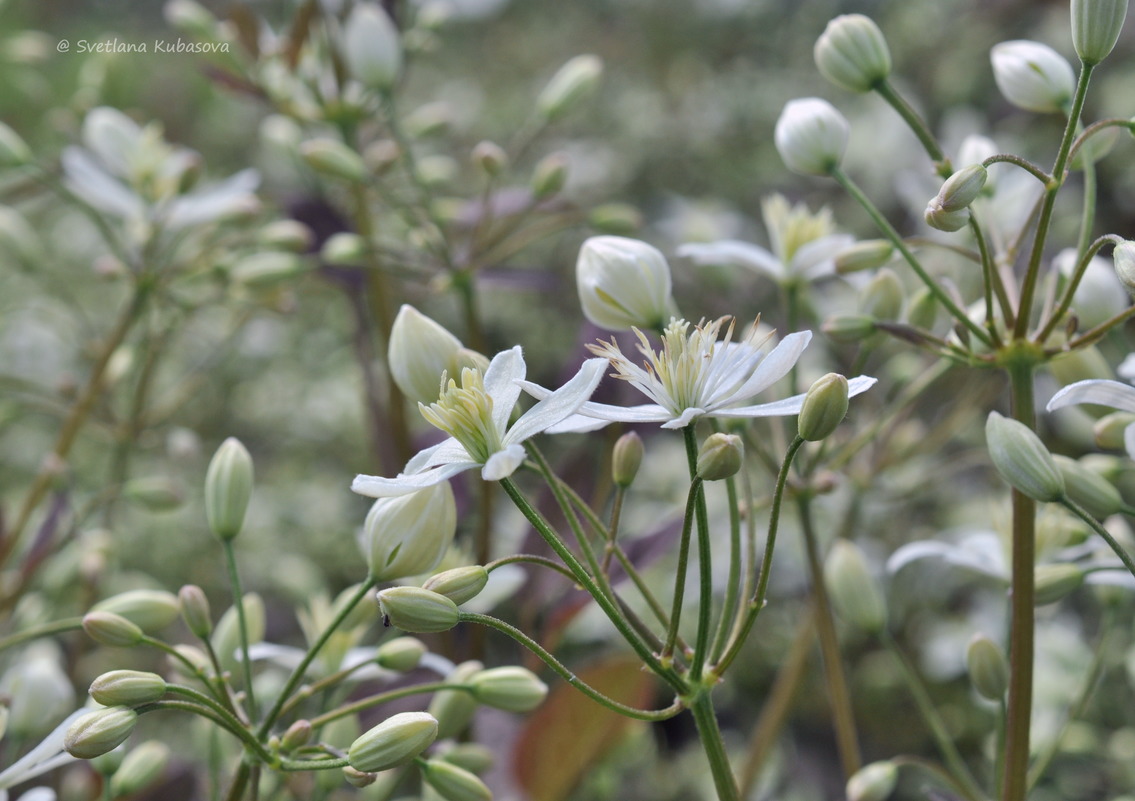 Image of Clematis recta specimen.