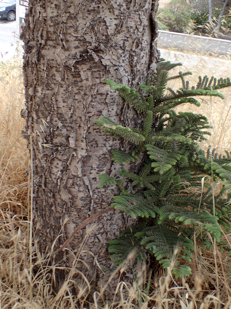 Изображение особи Araucaria heterophylla.