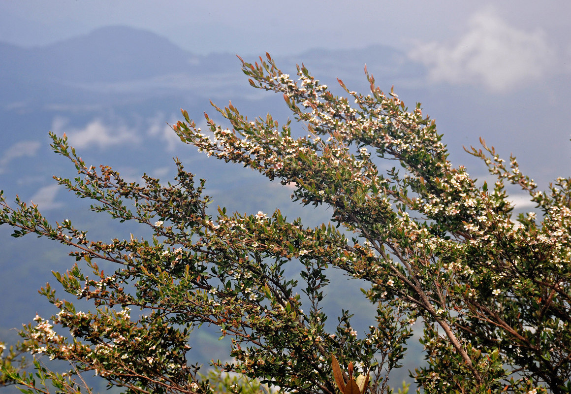 Изображение особи Leptospermum polygalifolium.