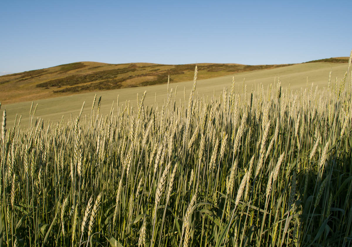 Image of Triticum aestivum specimen.