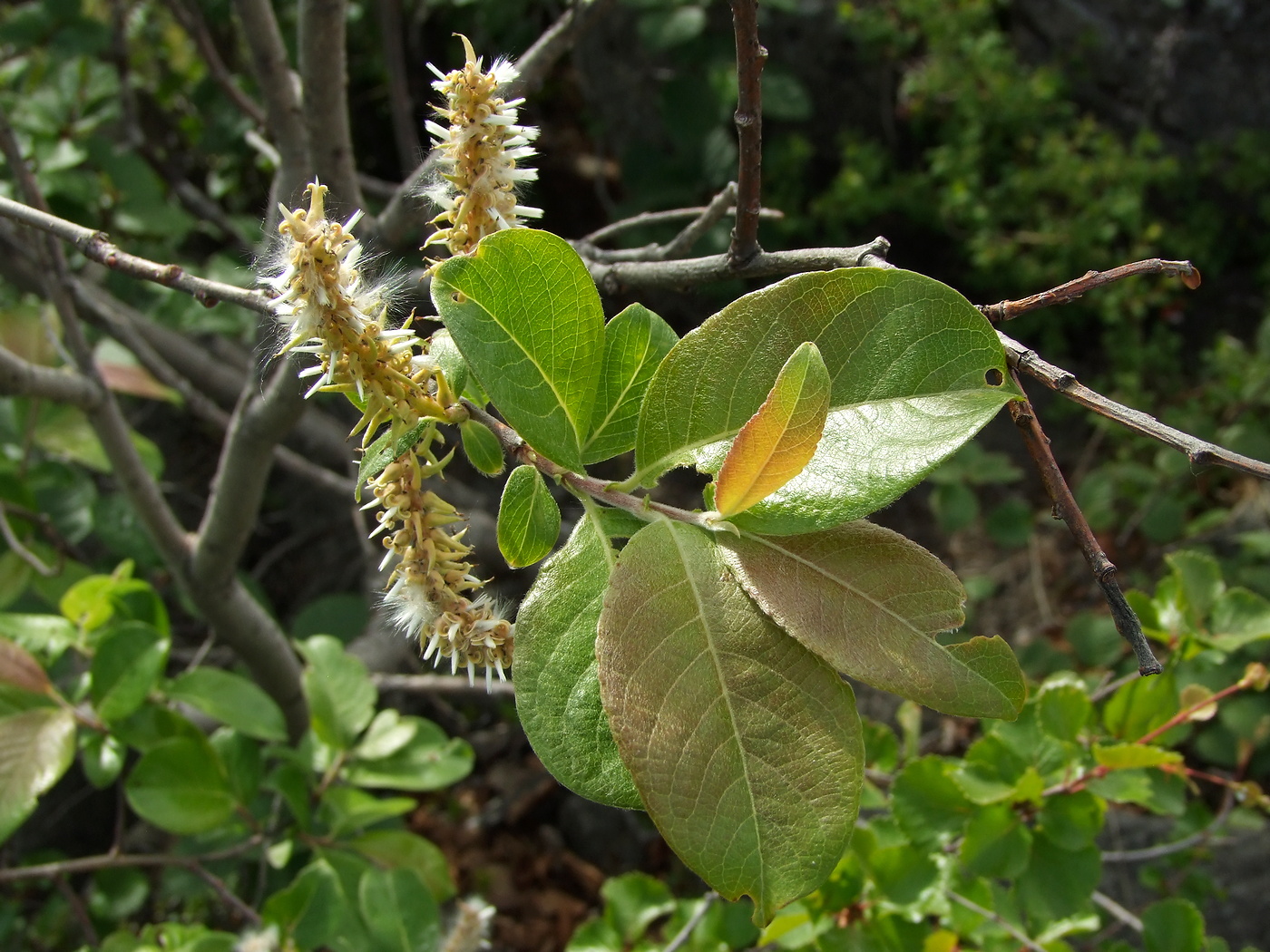 Image of Salix abscondita specimen.