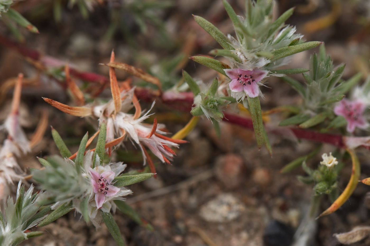 Изображение особи Polygonum paronychioides.