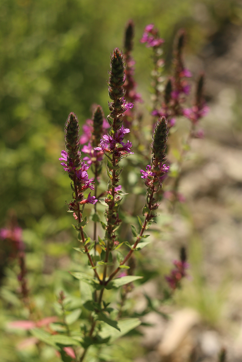 Image of Lythrum salicaria specimen.