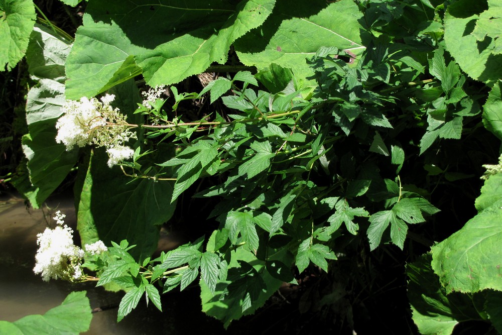 Image of Filipendula ulmaria specimen.