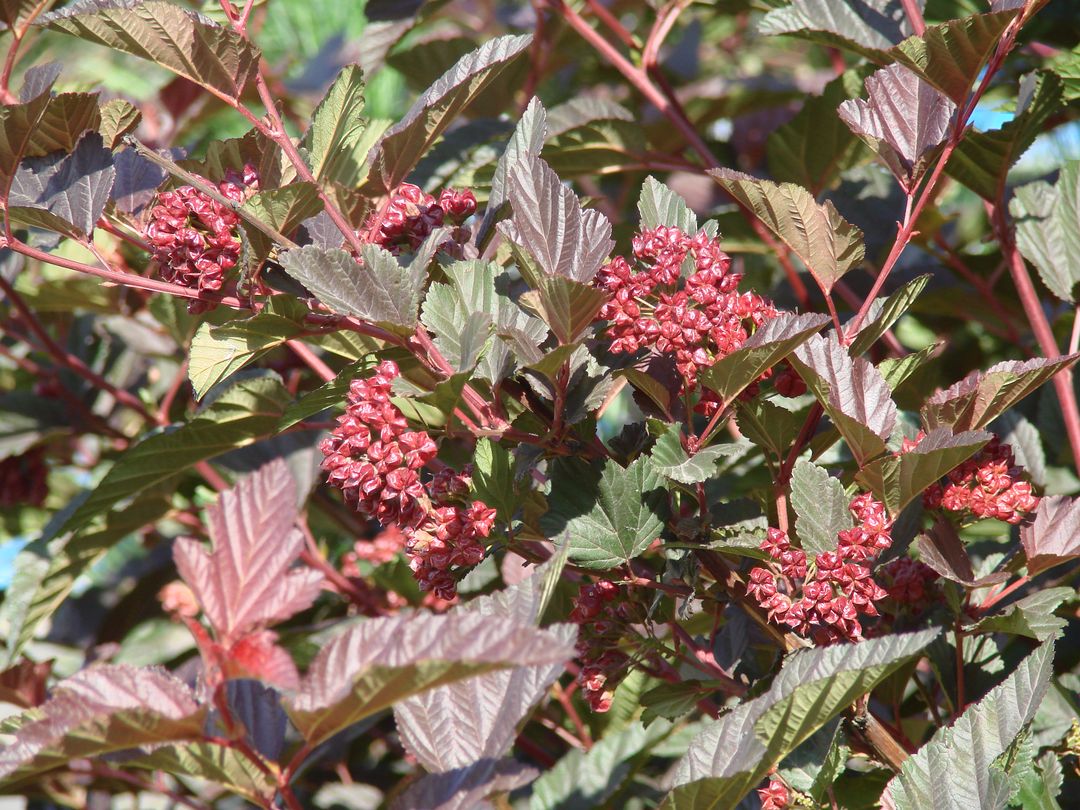 Image of Physocarpus opulifolius specimen.