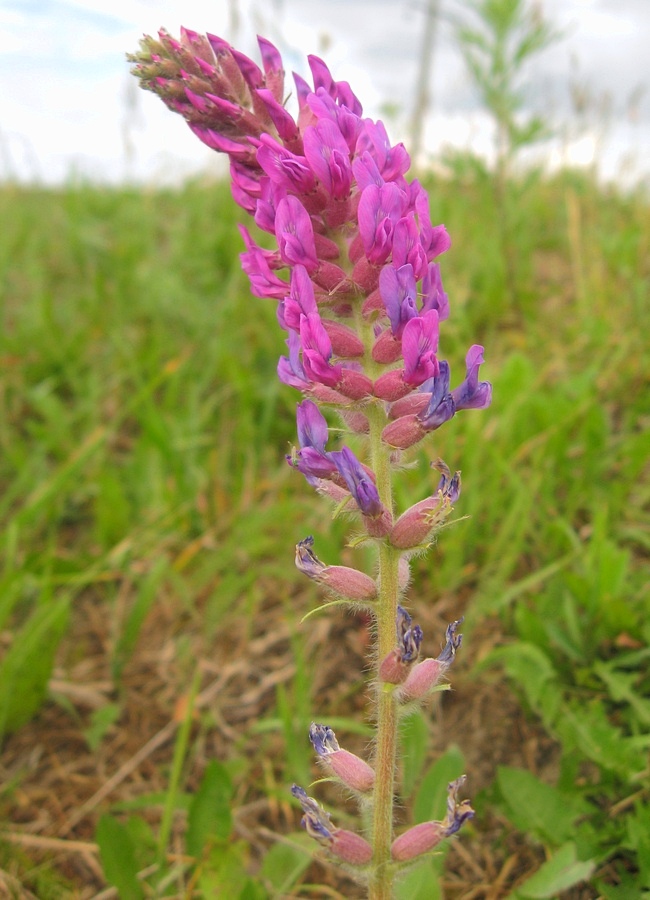 Image of Oxytropis campanulata specimen.