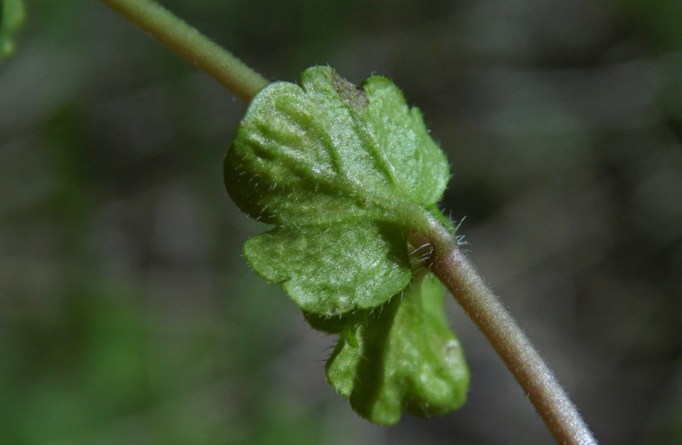 Изображение особи Veronica filiformis.