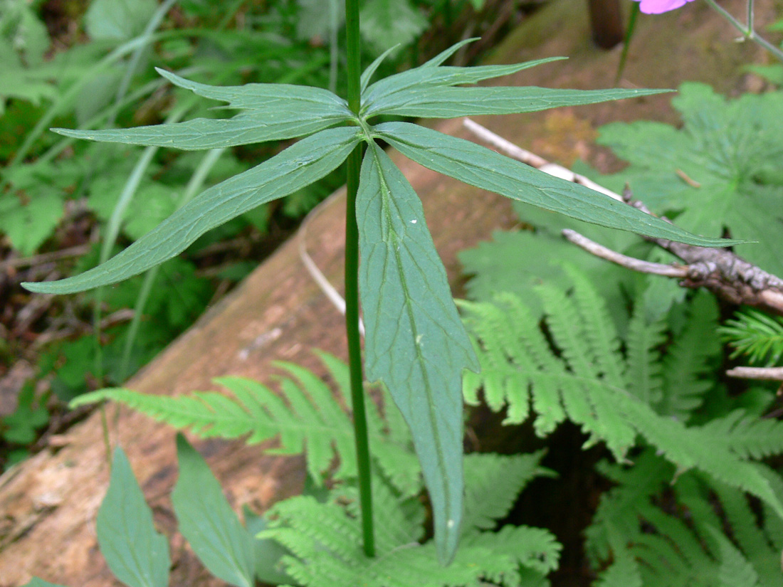 Изображение особи Valeriana wolgensis.