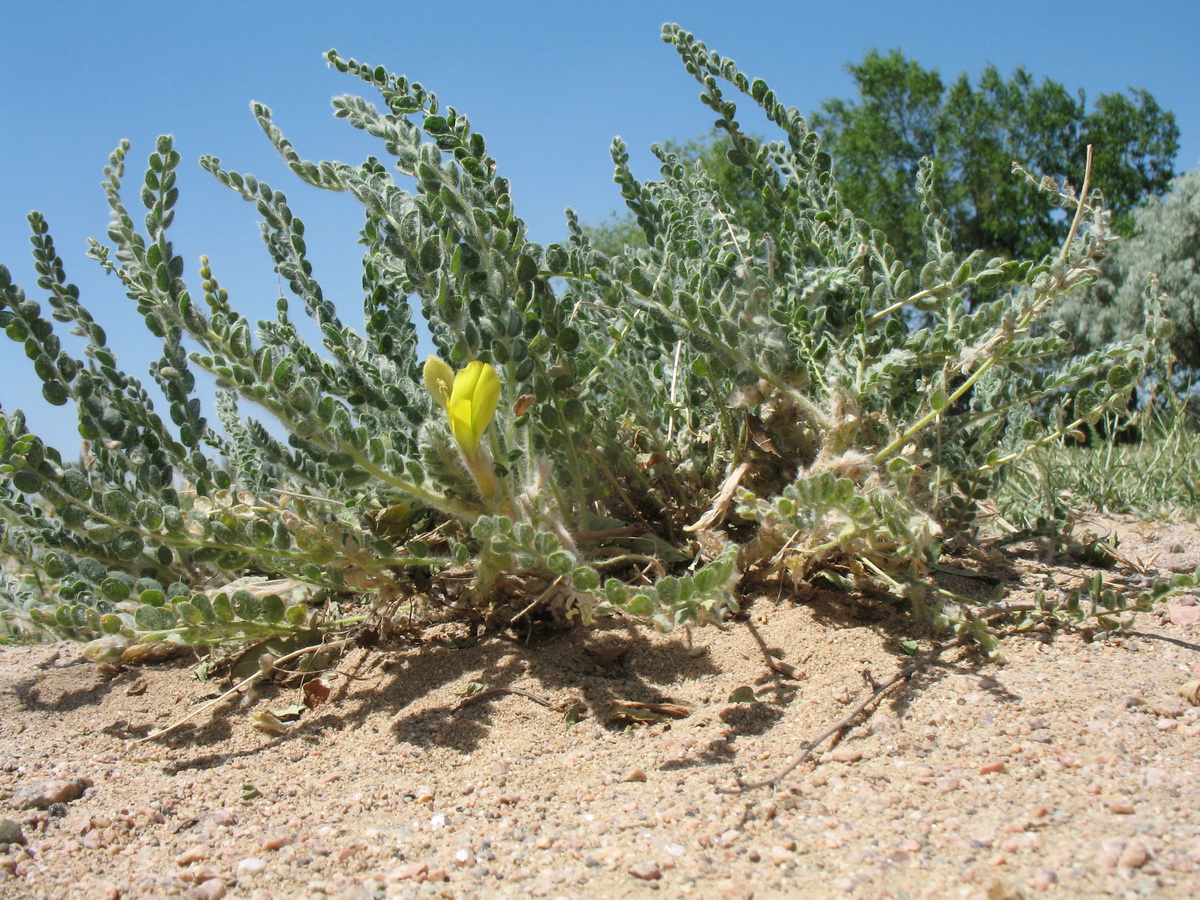 Image of Astragalus mucidus specimen.