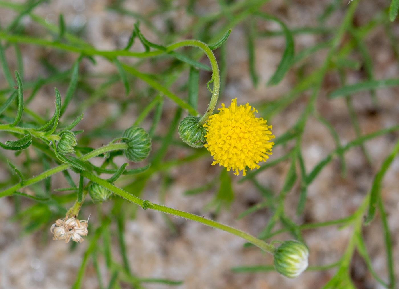 Image of Nolletia tenuifolia specimen.