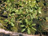 Смотреть изображение Quercus pubescens