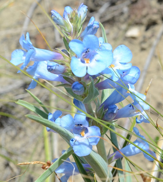 Изображение особи Penstemon glaber.