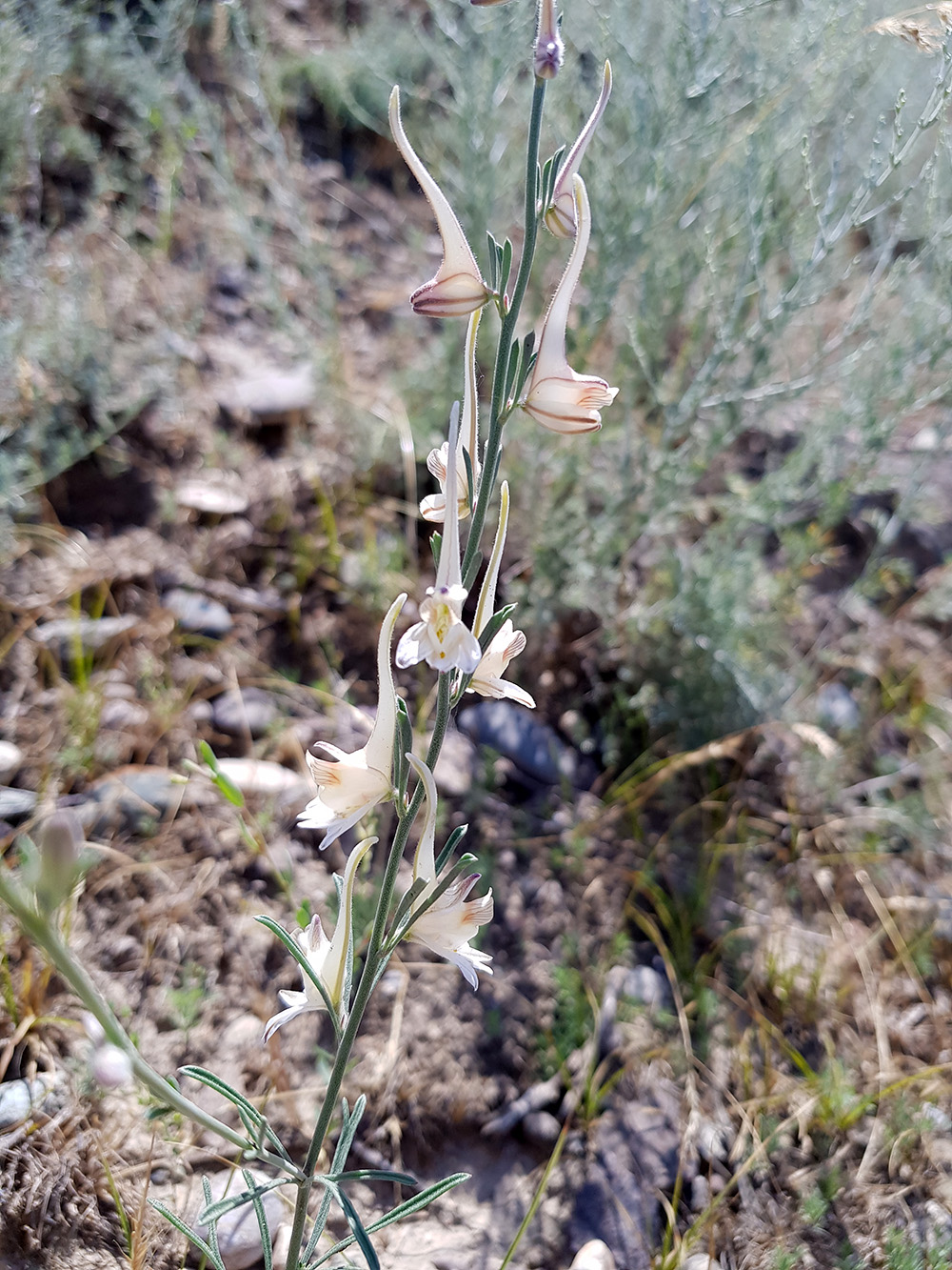 Image of Delphinium rugulosum specimen.