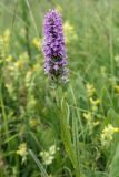 Dactylorhiza baltica. Верхушка цветущего растения. Белоруссия, Витебская обл., окр. пос. Езерище, суходольный луг. 17.06.2010.