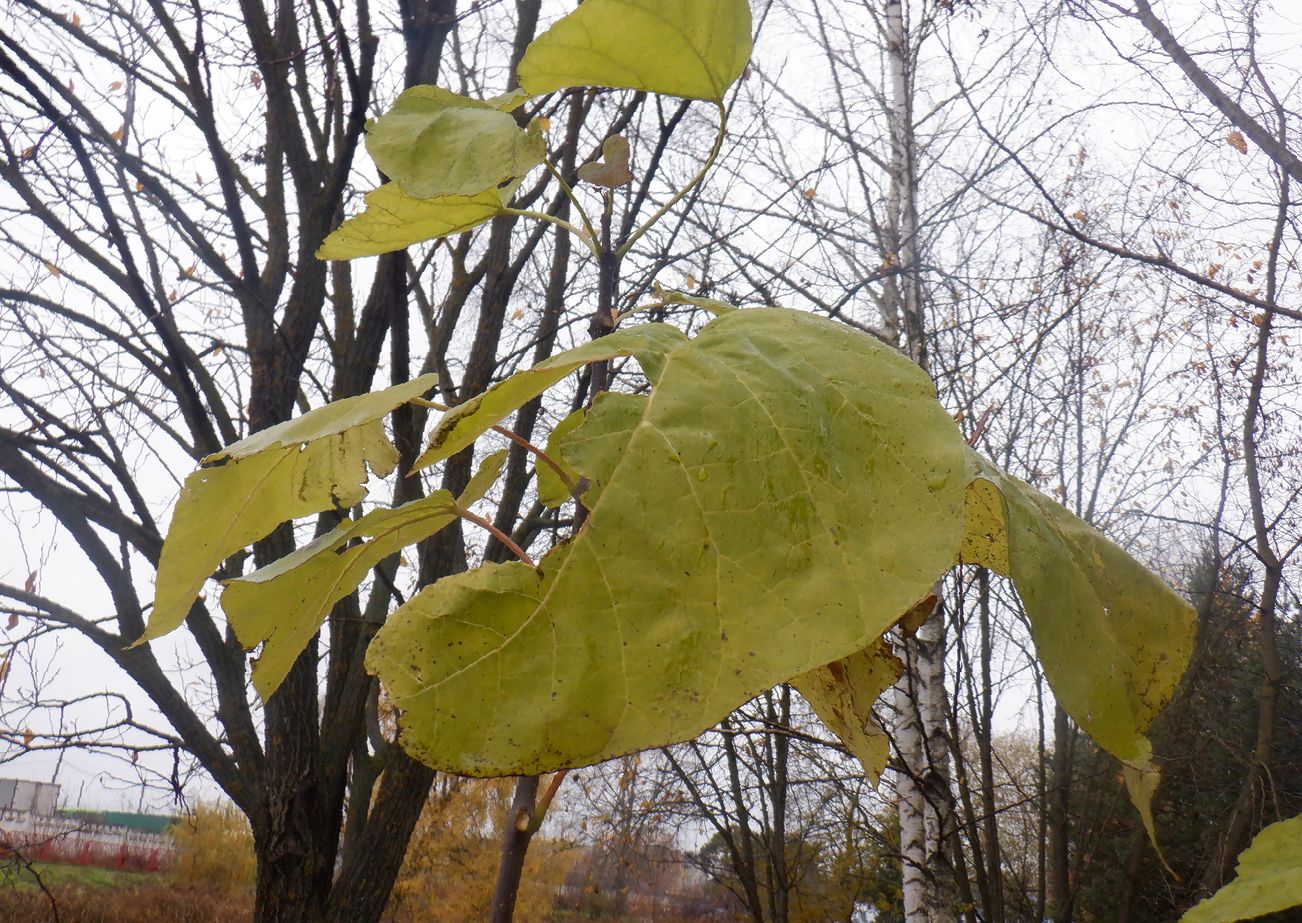 Изображение особи Catalpa bignonioides.