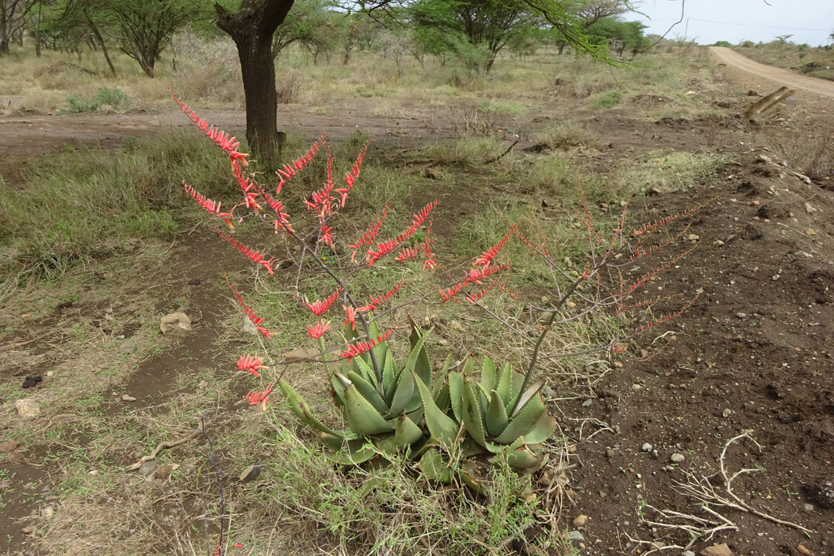 Image of Aloe secundiflora specimen.