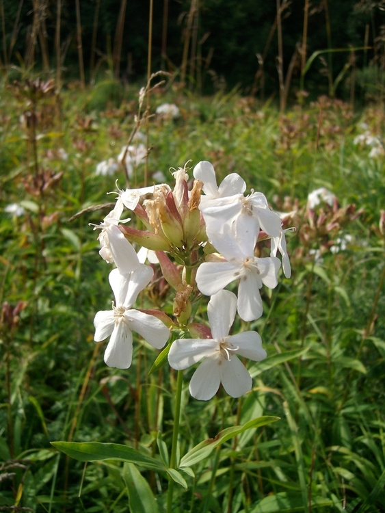 Image of Saponaria officinalis specimen.