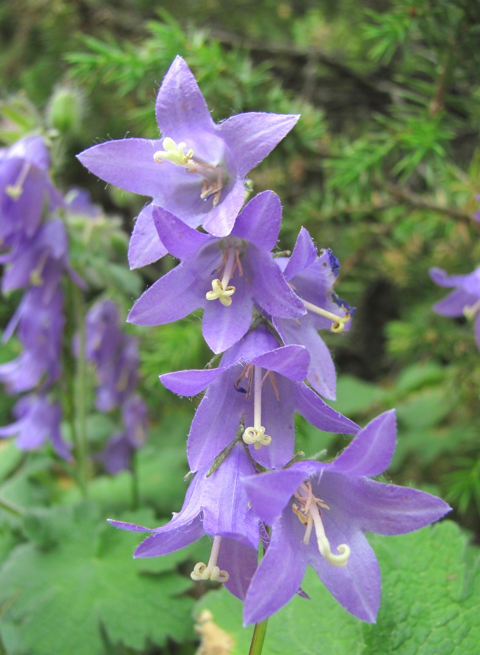 Image of Campanula sarmatica specimen.