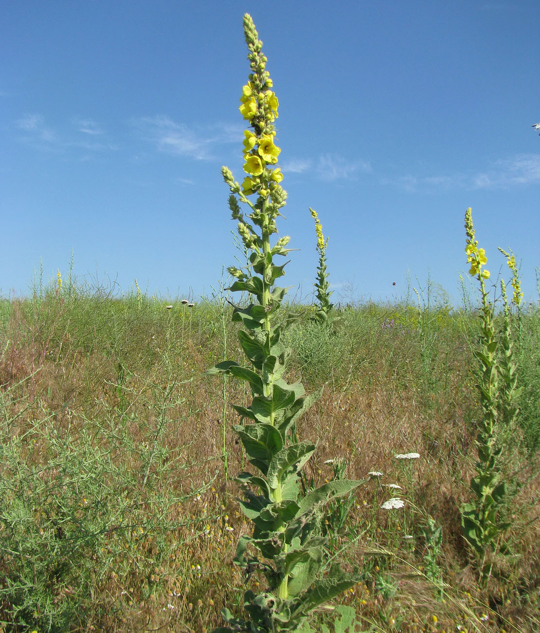 Image of Verbascum densiflorum specimen.