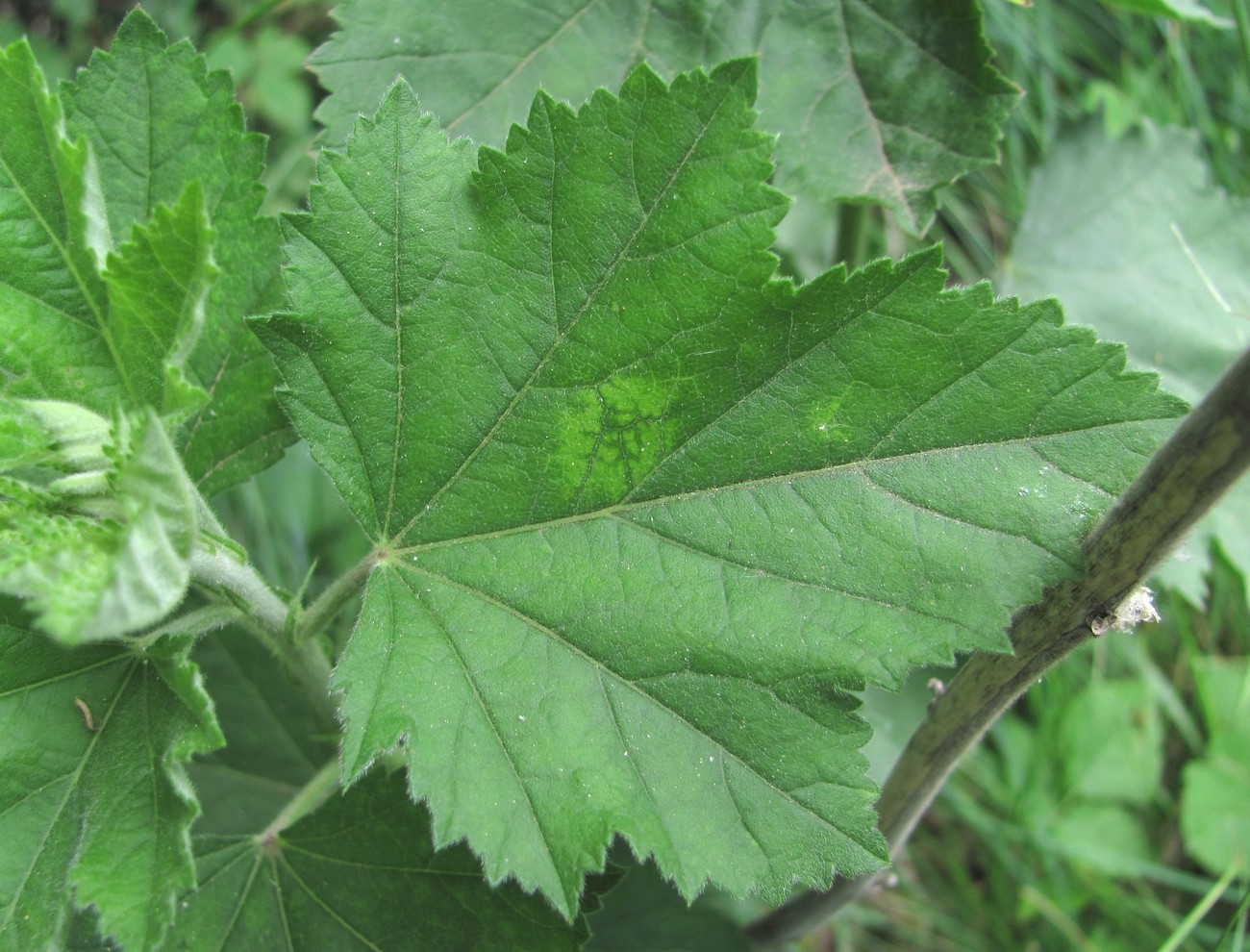 Изображение особи Althaea armeniaca.