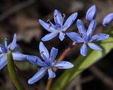 Scilla bifolia