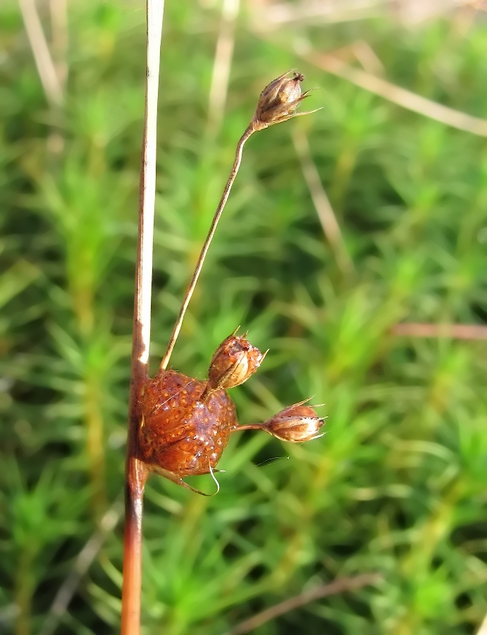 Изображение особи Juncus filiformis.