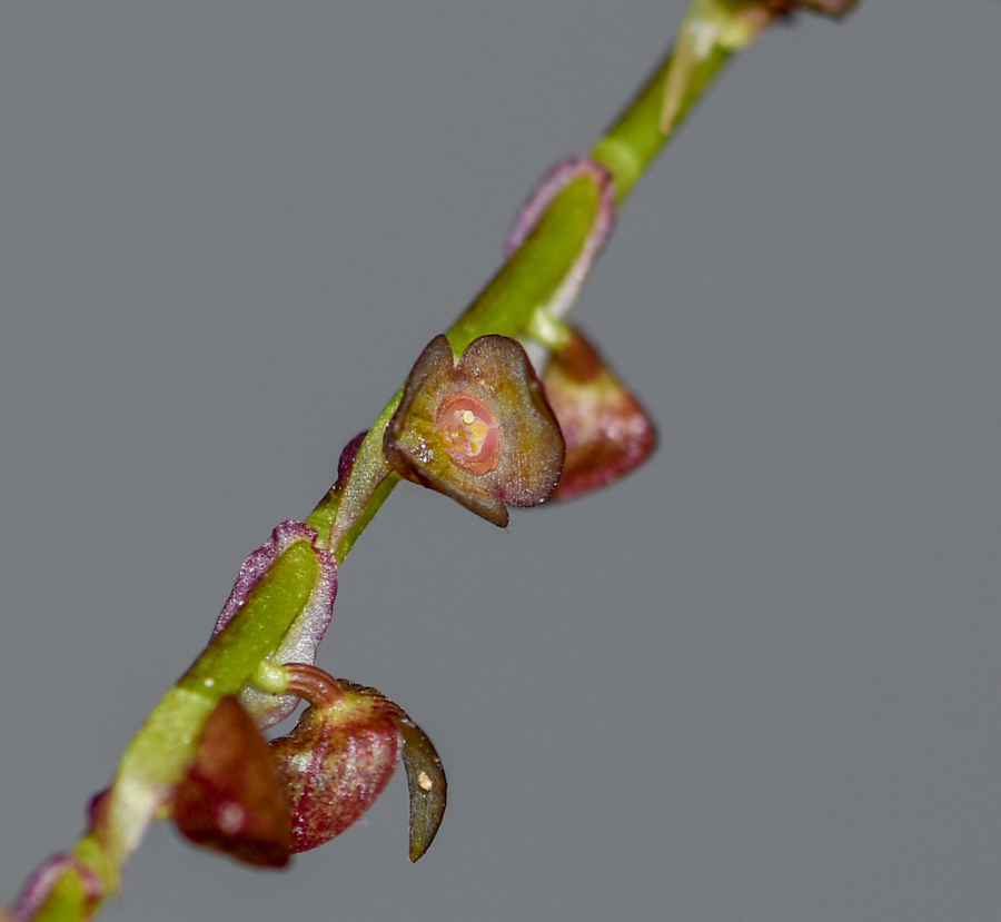 Image of genus Stelis specimen.