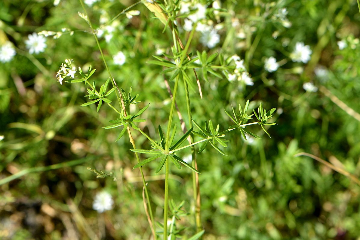 Image of Galium album specimen.